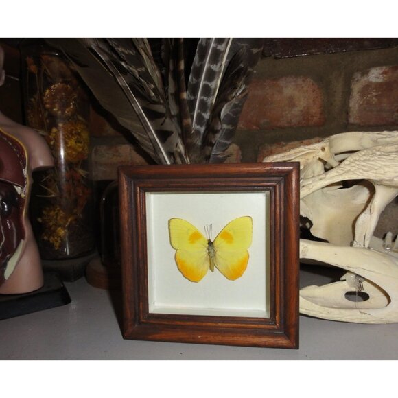 Vintage Wood Framed Orange Sulphur Butterfly oddity curiosity insect bug - Picture 7 of 13